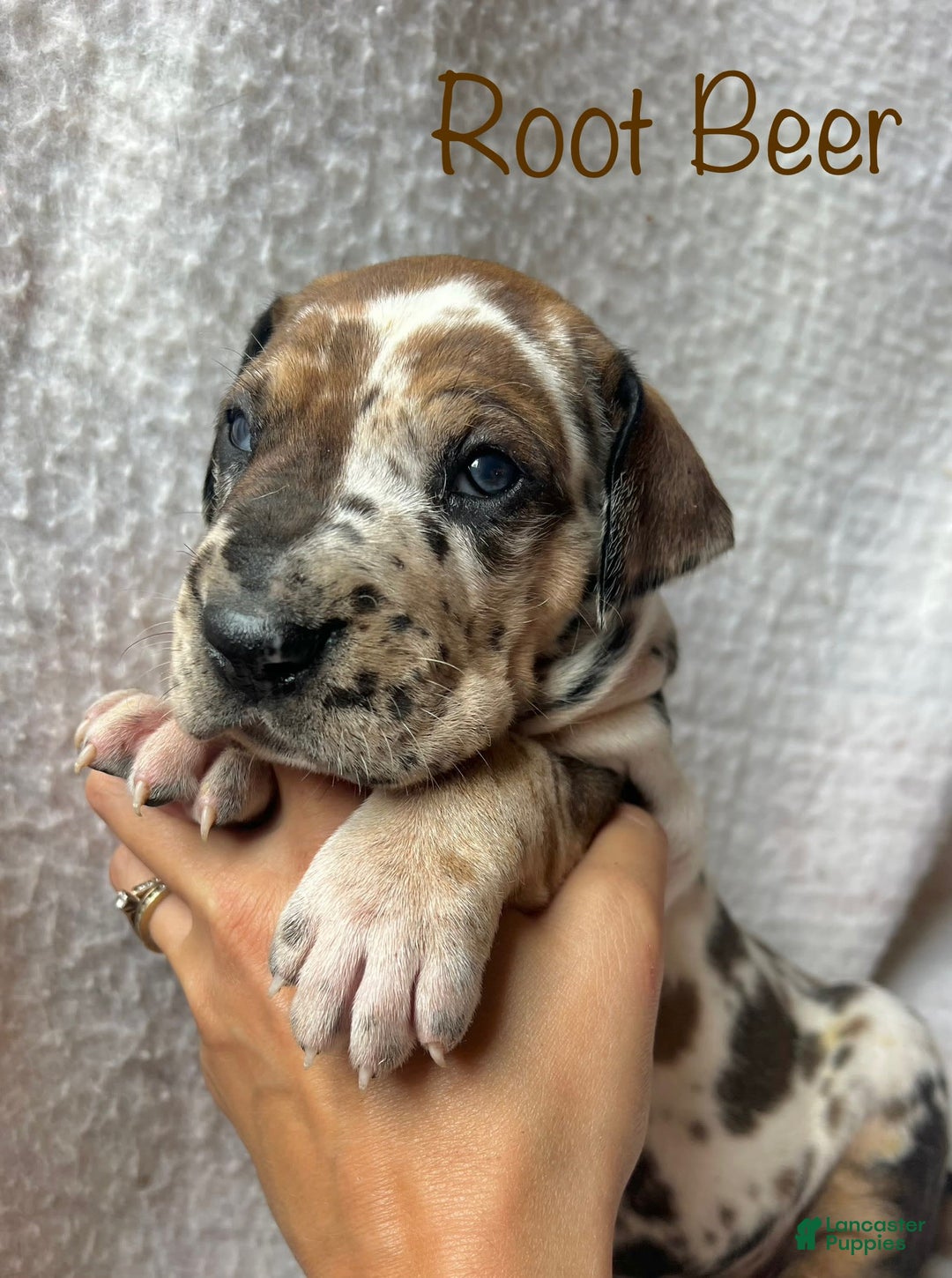 Great Dane dogs for sale: Root Beer - Image 1