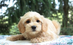 Miniature Poodle dogs for sale: Caramel - Image 1