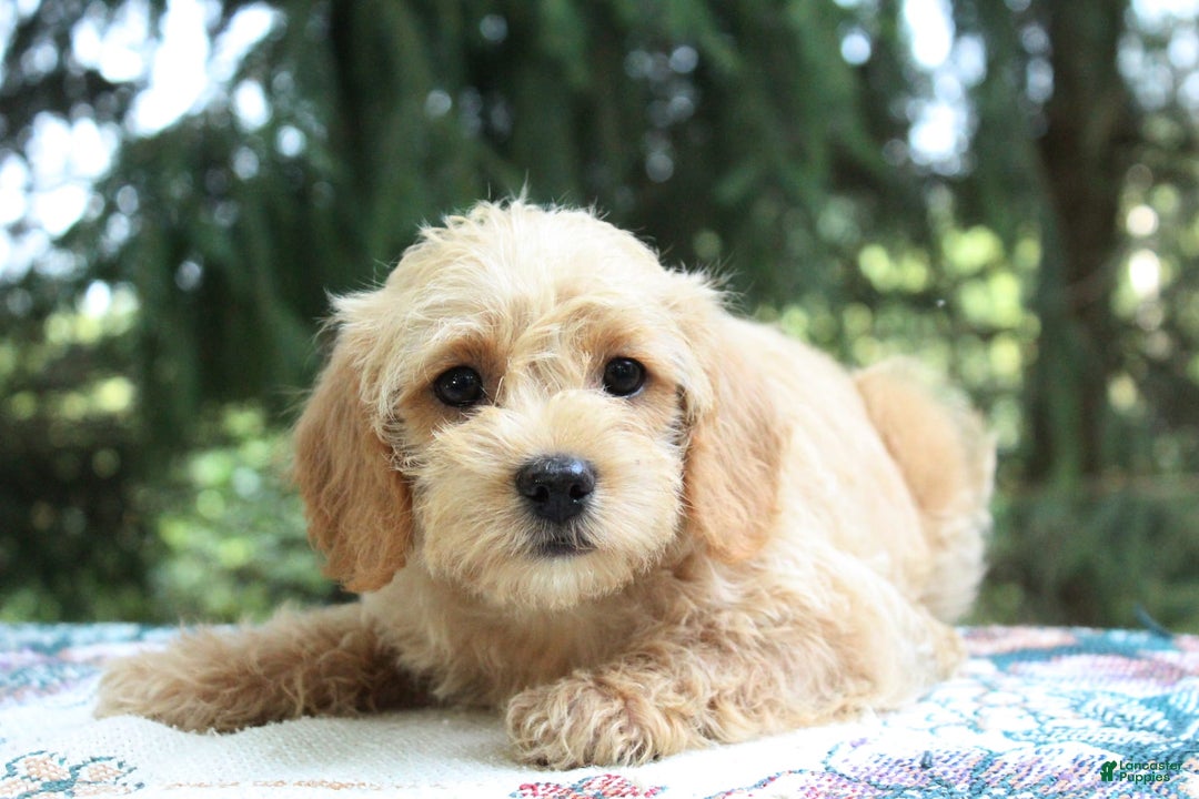 Miniature Poodle dogs for sale: Caramel - Image 1