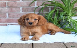 Cavapoo dogs for sale: Kosmo - Image 1