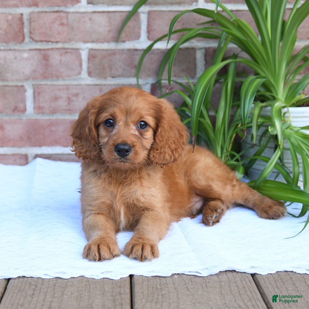 Cavapoo dogs for sale: Kosmo - Image 1