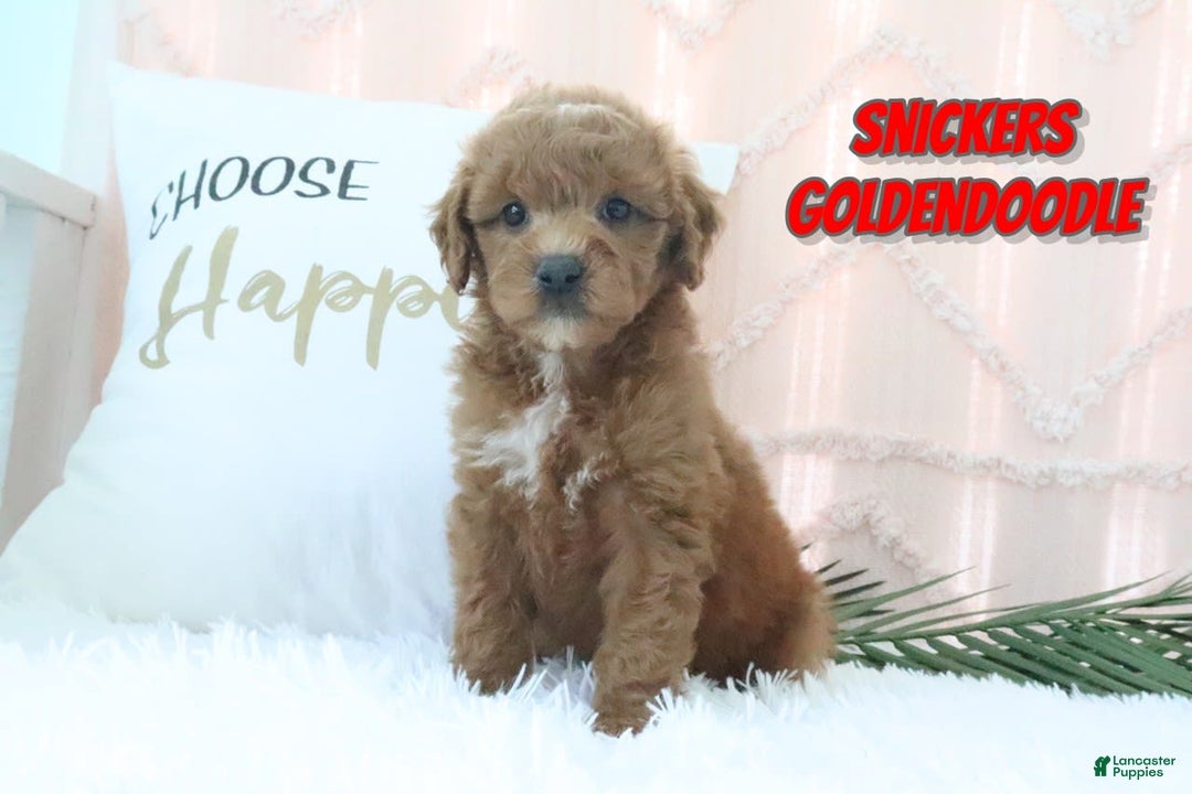 Goldendoodle dogs for sale: Snickers - Image 1