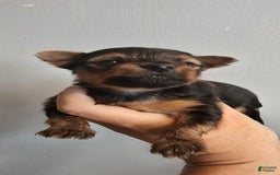 Yorkshire Terrier dogs for sale: Tom - Image 1