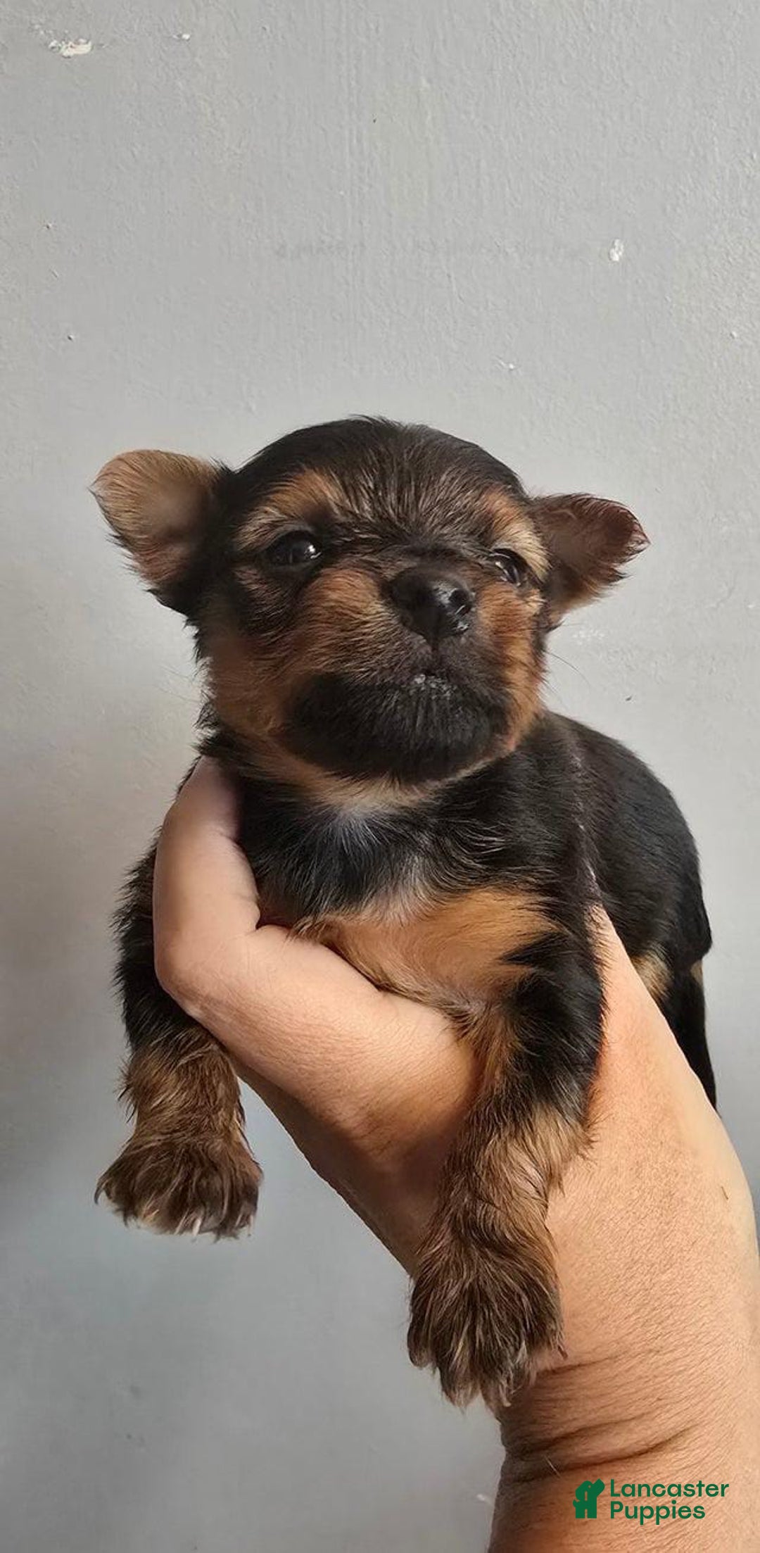 Yorkshire Terrier dogs for sale: Tom - Image 1