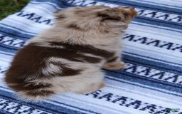 Australian Shepherd dogs for sale: Mikey - Image 10