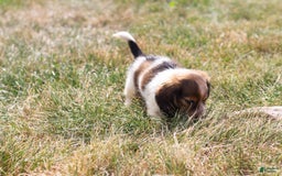 Miniature Dachshund dogs for sale: Bear - Image 3