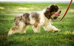 Cocker Spaniel dogs for sale: Beckham - Image 32