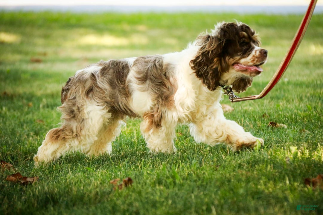 Cocker Spaniel dogs for sale: Beckham - Image 32
