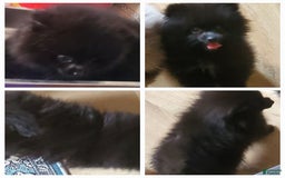 Pomeranian dogs for sale: Butterball - Image 9