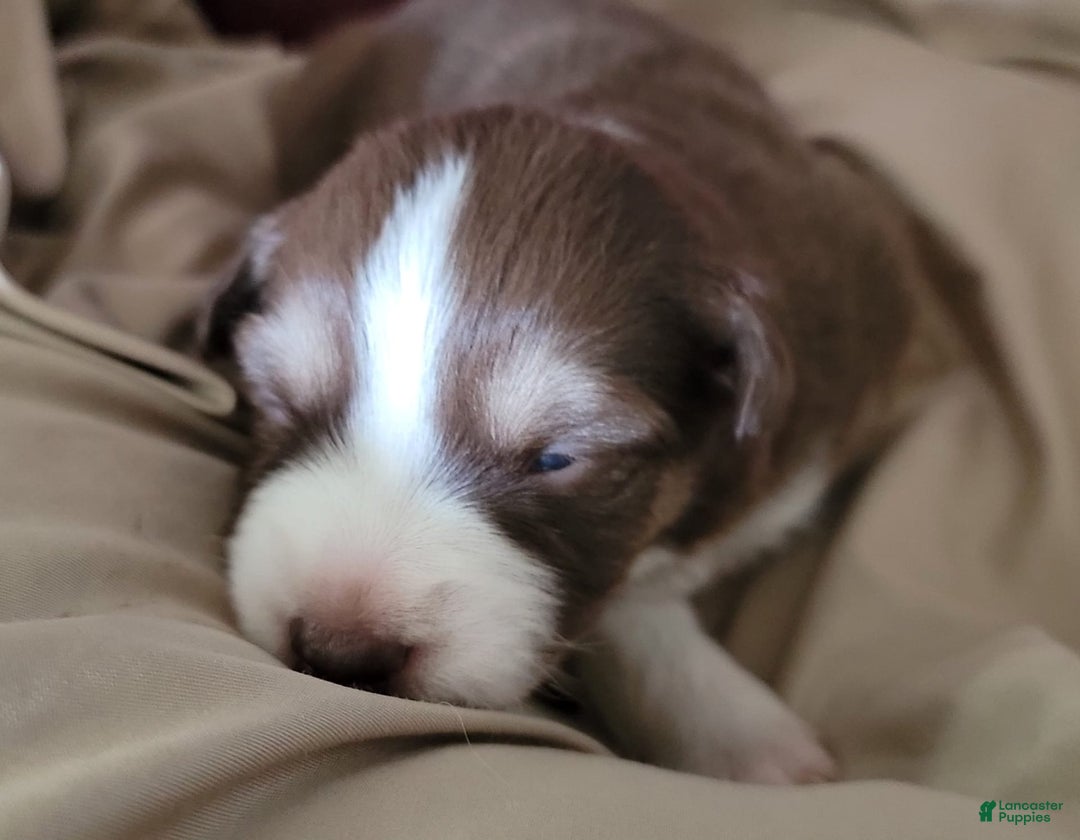 Australian Shepherd dogs for sale: Red And White Female - Image 2