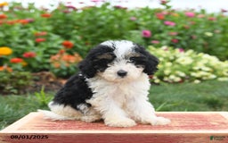 Miniature Poodle dogs for sale: Nina - Image 1