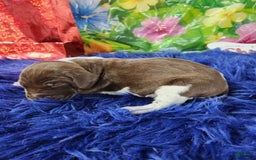 German Shorthaired Pointer dogs for sale: Taki - Image 4