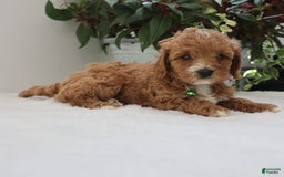 Cavapoo dogs for sale: Charlie - Image 4