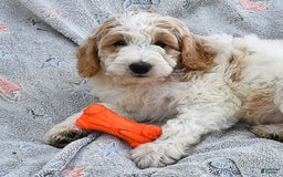 Mini Goldendoodle dogs for sale: Dallas - Image 18