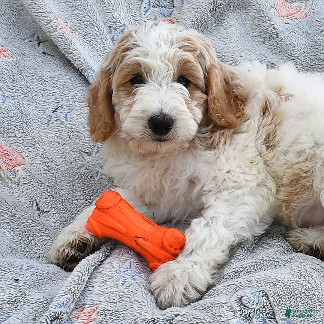 Mini Goldendoodle dogs for sale: Dallas - Image 18