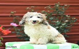 Miniature Poodle dogs for sale: Lucky - Image 11
