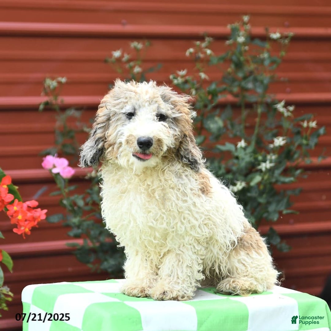 Miniature Poodle dogs for sale: Lucky - Image 11