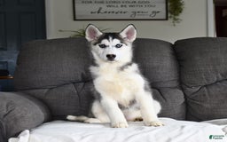 Siberian Husky dogs for sale: Jemma - Image 4