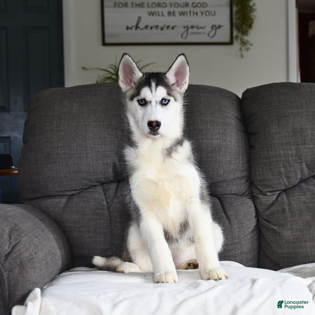 Siberian Husky dogs for sale: Jemma - Image 4
