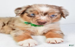 Miniature Australian Shepherd dogs for sale: Seth - Image 1