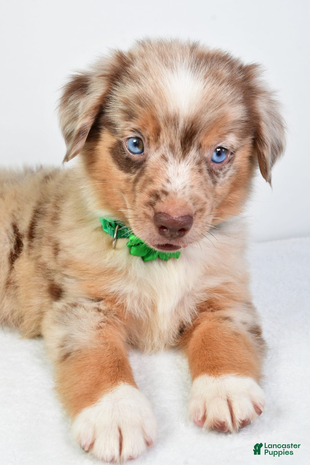 Miniature Australian Shepherd dogs for sale: Seth - Image 1
