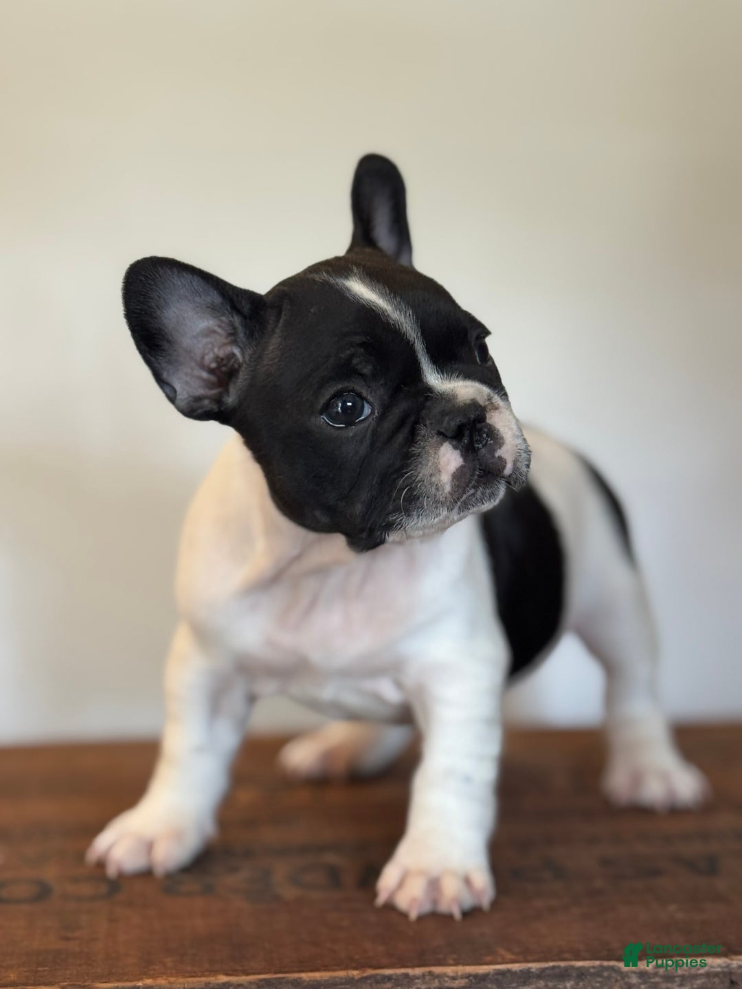 French Bulldog dogs for sale: Ursula - Image 1