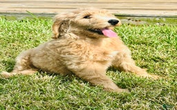 Goldendoodle dogs for sale: Aura - Image 2
