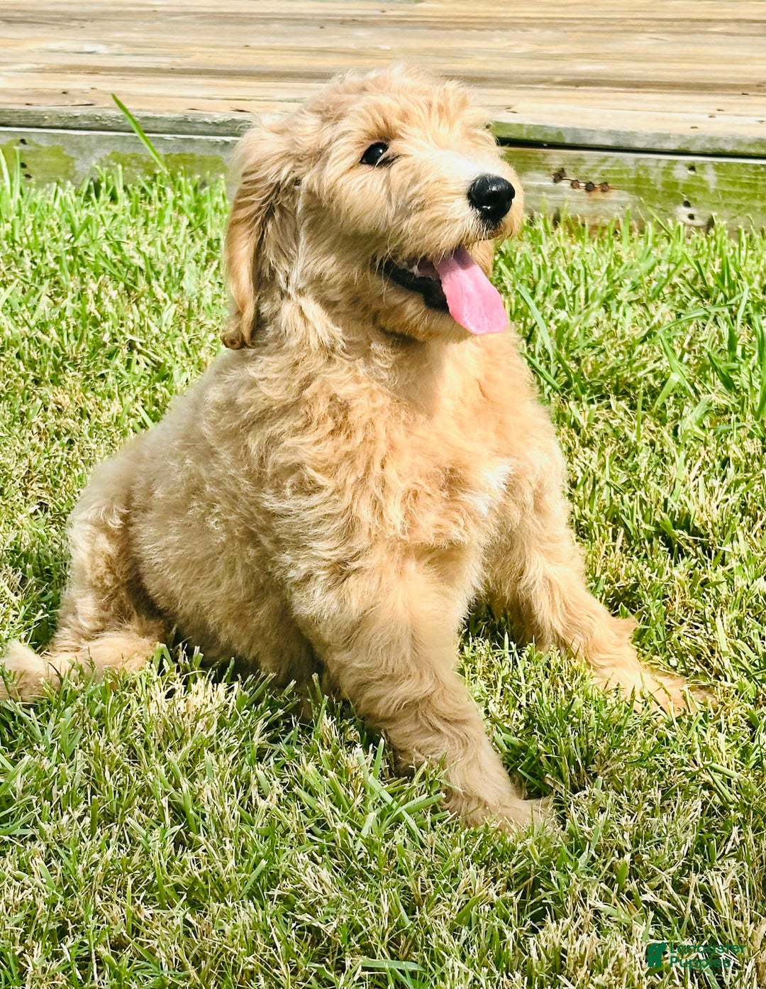 Goldendoodle dogs for sale: Aura - Image 2