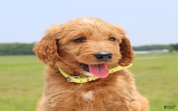 Irish Doodle dogs for sale: Vivi - Image 5