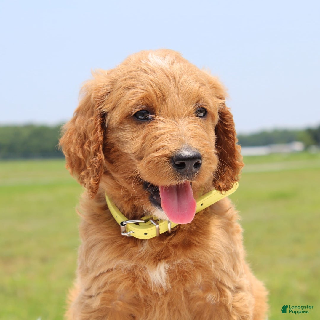 Irish Doodle dogs for sale: Vivi - Image 5