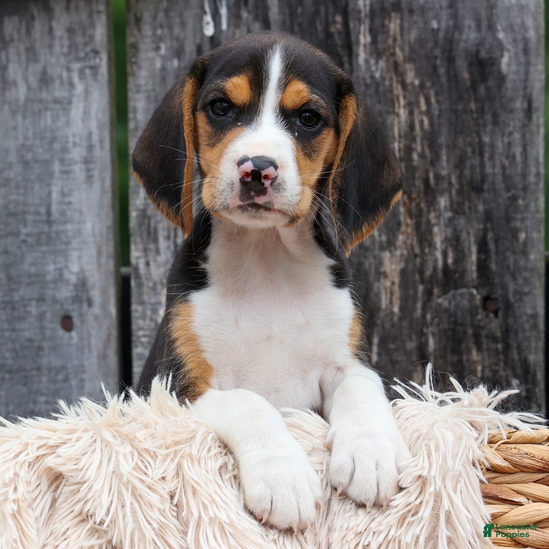 Beagle dogs for sale: Kirby - Image 5