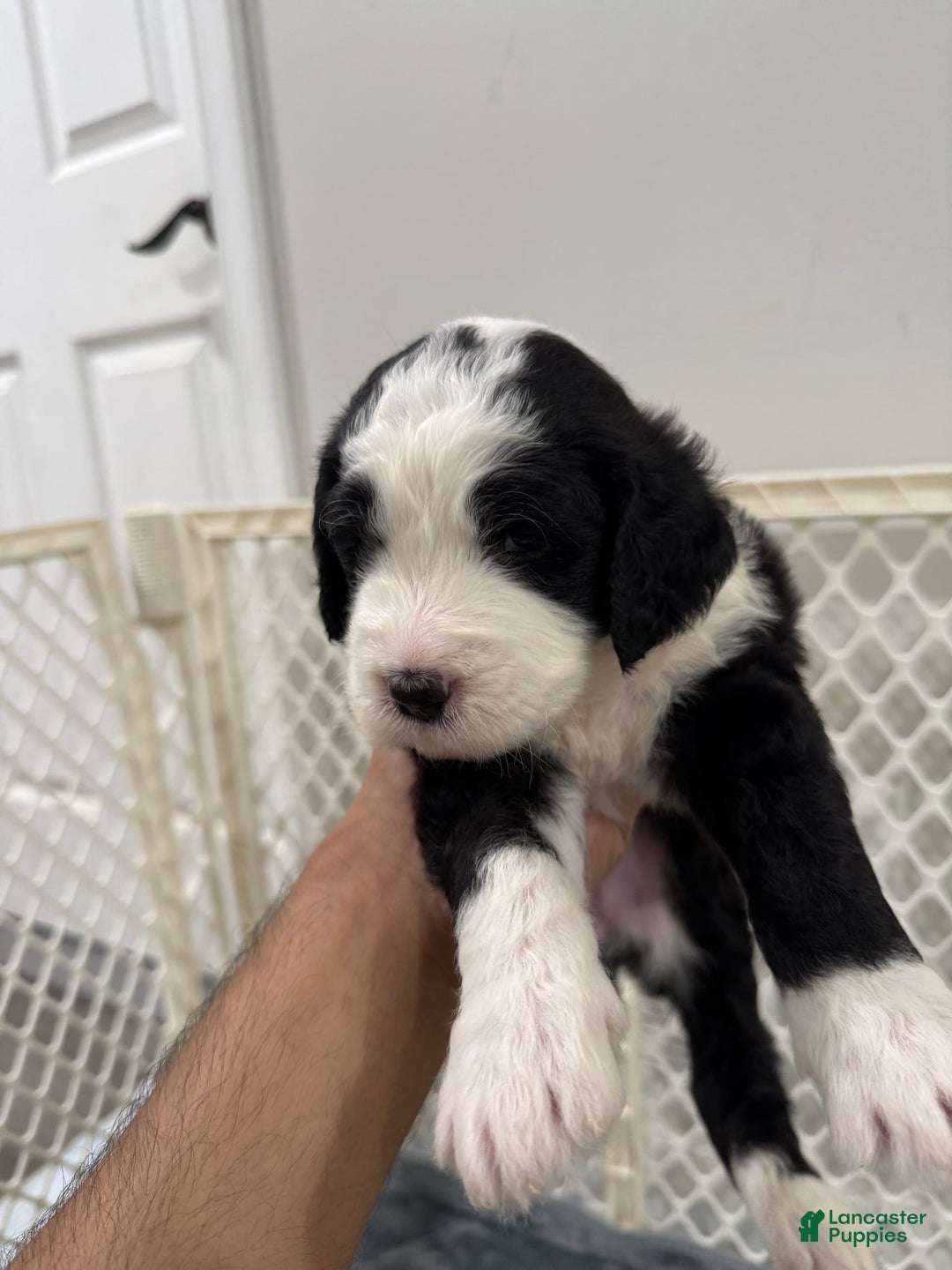 Saint Berdoodles dogs for sale: Harley - Image 2