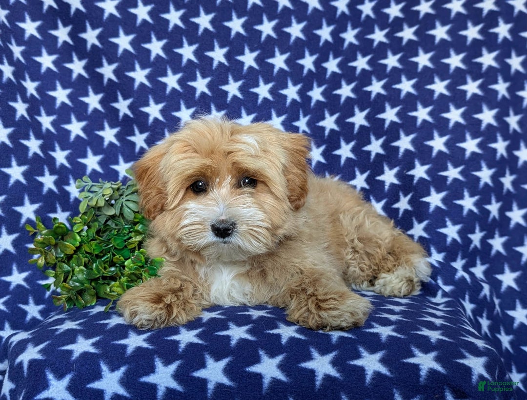 Maltipoo dogs for sale: Stratford - Image 3