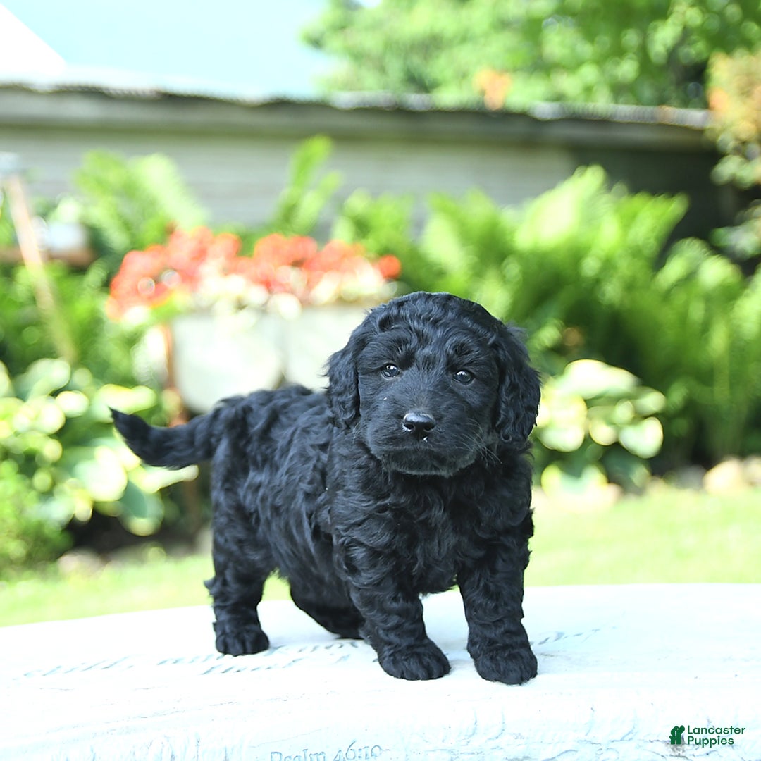 Mini Goldendoodle dogs for sale: Ava - Image 1
