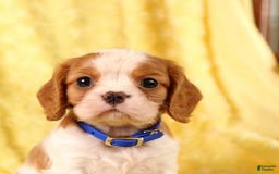 Cavalier King Charles Spaniel dogs for sale: Farley - Image 1