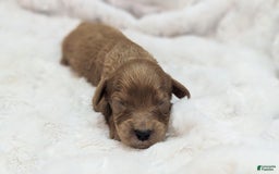 Cavapoo dogs for sale: Apollo - Image 22