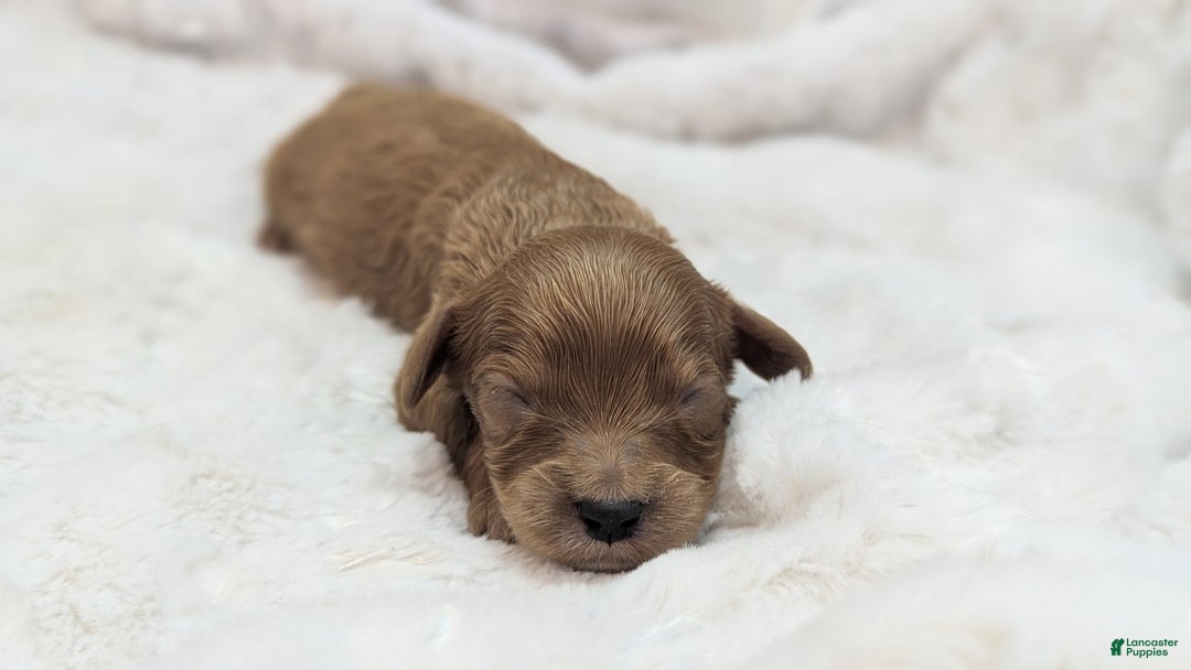 Cavapoo dogs for sale: Apollo - Image 22