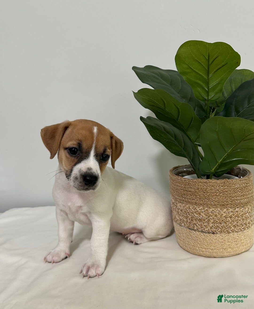 Jack Russell Terrier dogs for sale: Twinkle - Image 1
