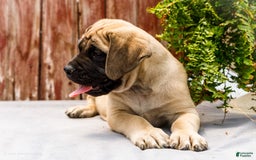 English Mastiff dogs for sale: Horace - Image 9