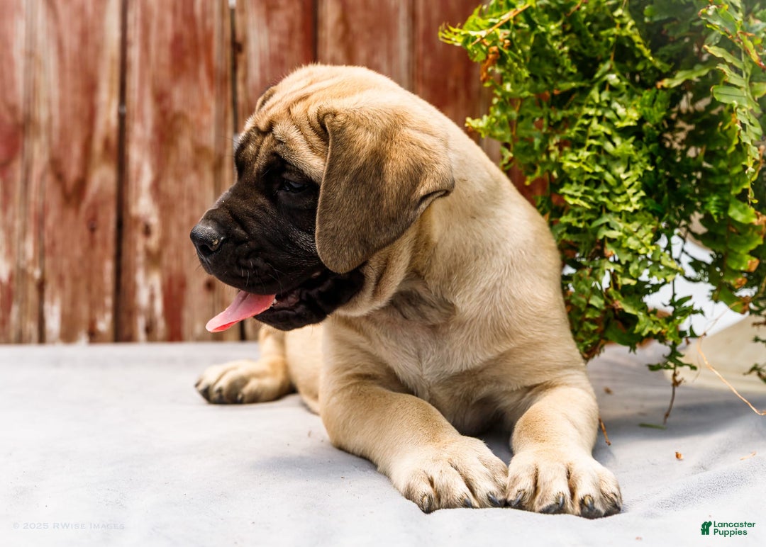 English Mastiff dogs for sale: Horace - Image 9