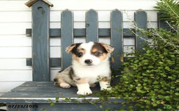 Welsh Corgi Pembroke dogs for sale: Jackson - Image 4