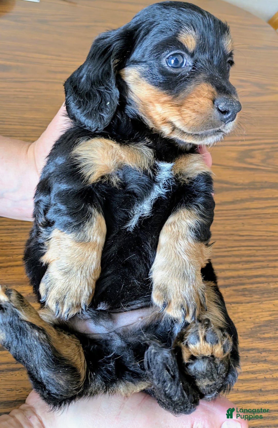 Miniature Dachshund dogs for sale: Brock - Image 1