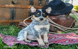 Australian Cattle Dog dogs for sale: Crystal - Image 1