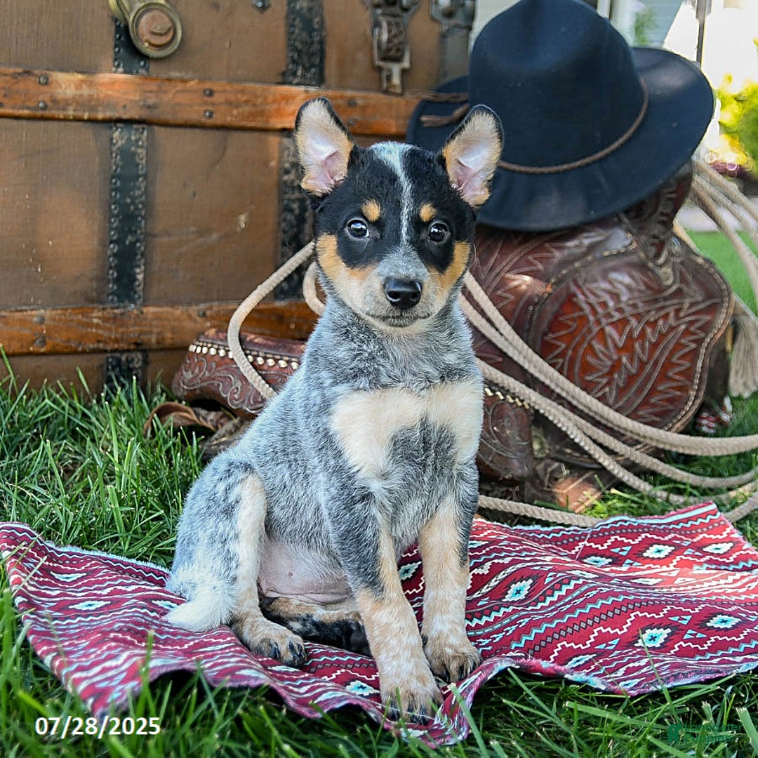 Australian Cattle Dog dogs for sale: Crystal - Image 1
