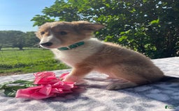 Shetland Sheepdog dogs for sale: Theo - Image 6