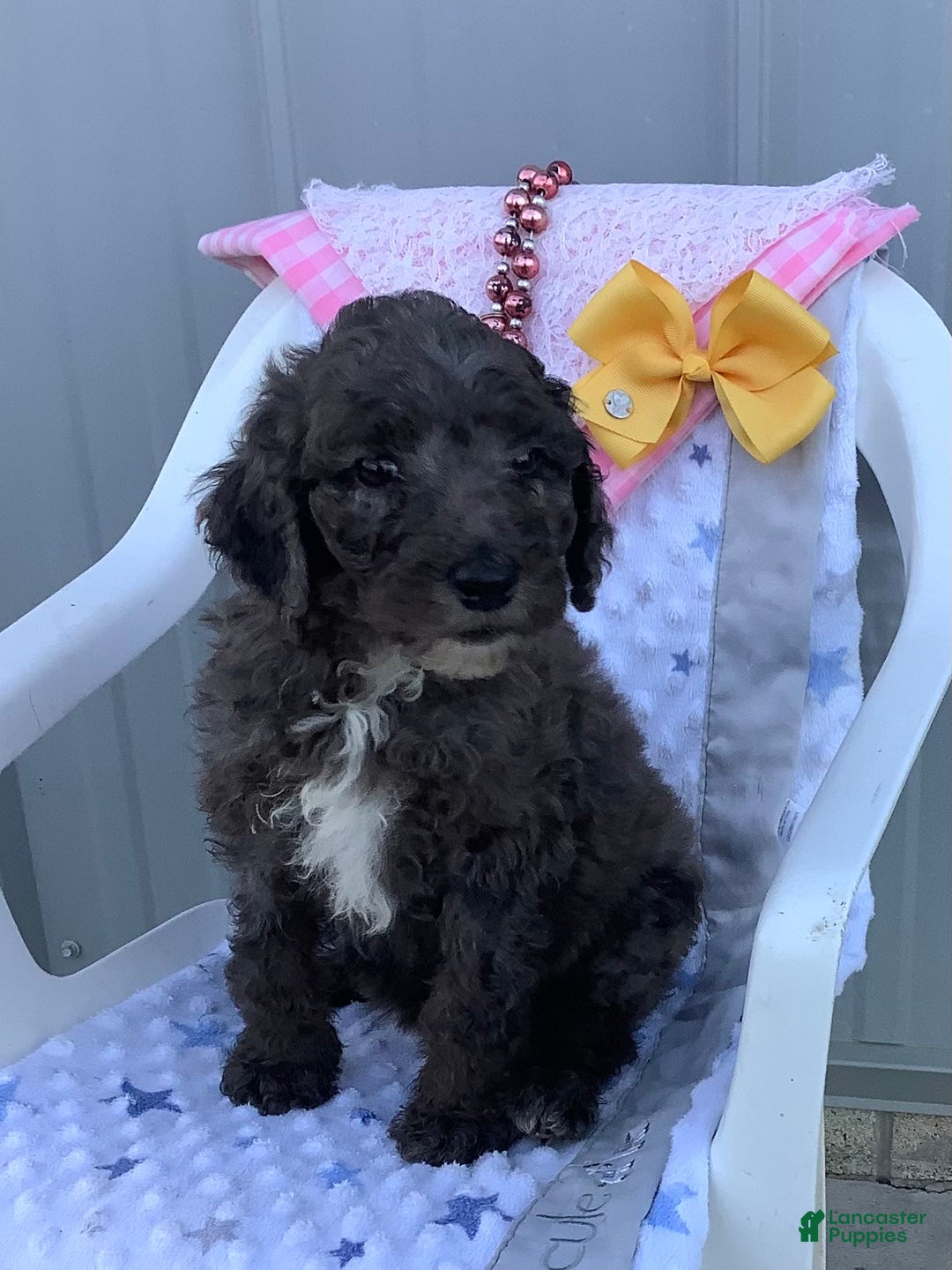 Goldendoodle dogs for sale: Lucy - Image 5