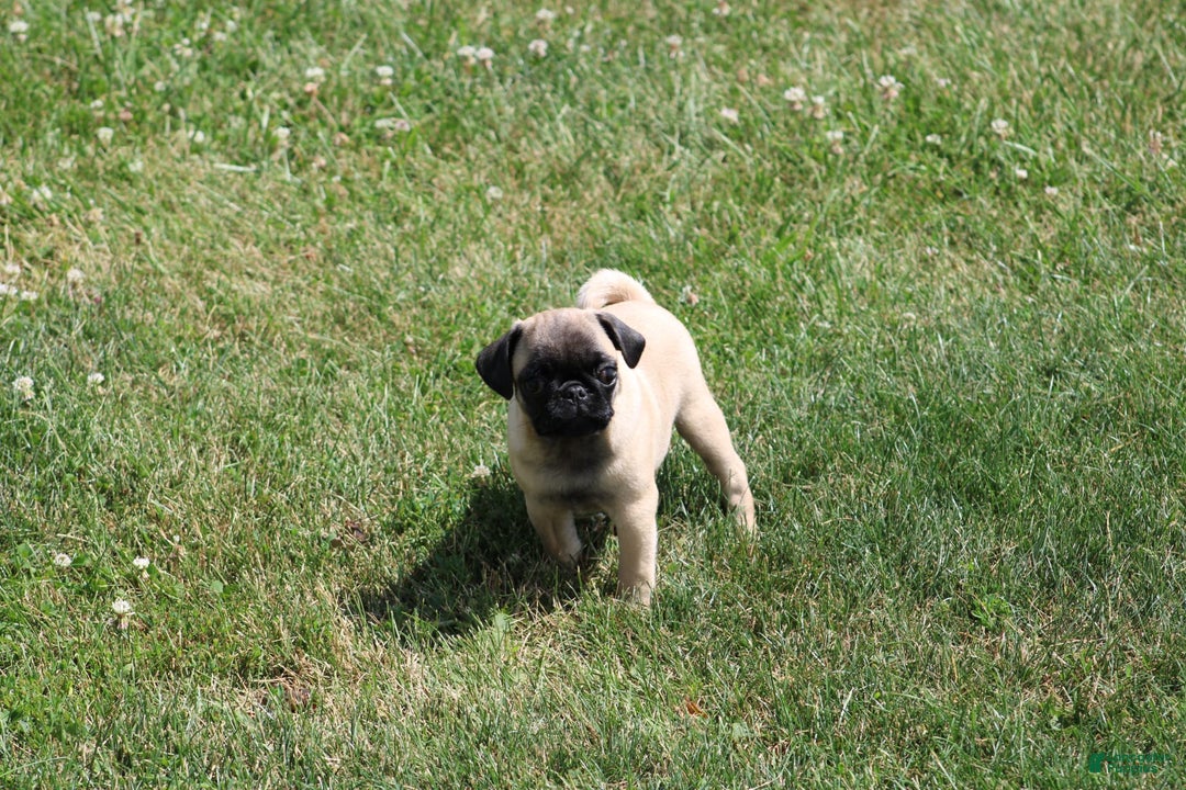 Pug dogs for sale: Pug 3 puppies - Image 1