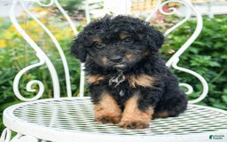 Mini Aussiedoodle dogs for sale: Maple - Image 1