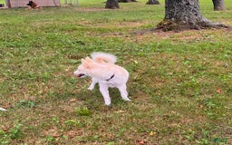Pomsky dogs for sale: Aden - Image 11