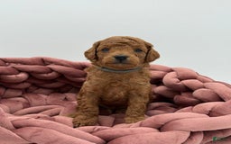 Toy Poodle dogs for sale: Ace - Image 5